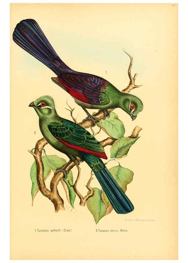 Reproducción/Reproduction 6425132441: Die Vögel Afrikas. atlas. Neudamm,J. Neumann,1900-05