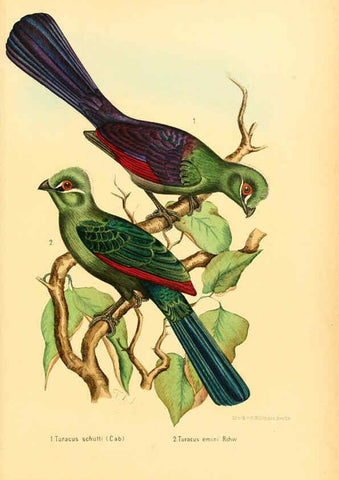 Reproducción/Reproduction 6425132441: Die Vögel Afrikas. atlas. Neudamm,J. Neumann,1900-05