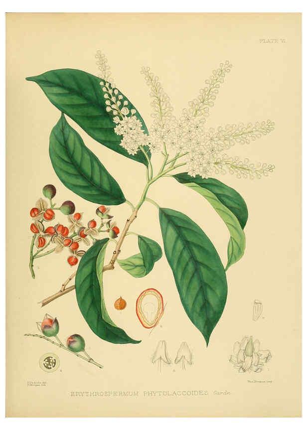 Reproducción/Reproduction 6430632811: A hand-book to the flora of Ceylon. atlas. London :Dulau,1893-1931