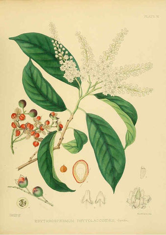 Reproducción/Reproduction 6430632811: A hand-book to the flora of Ceylon. atlas. London :Dulau,1893-1931
