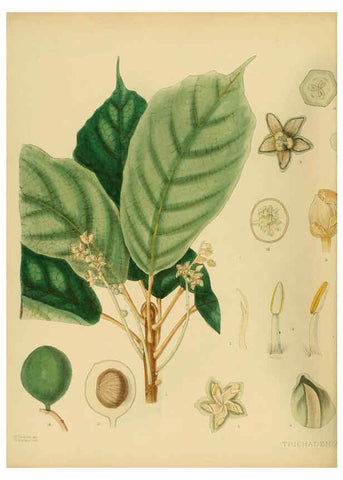 Reproducción/Reproduction 6430633459: A hand-book to the flora of Ceylon. atlas. London :Dulau,1893-1931