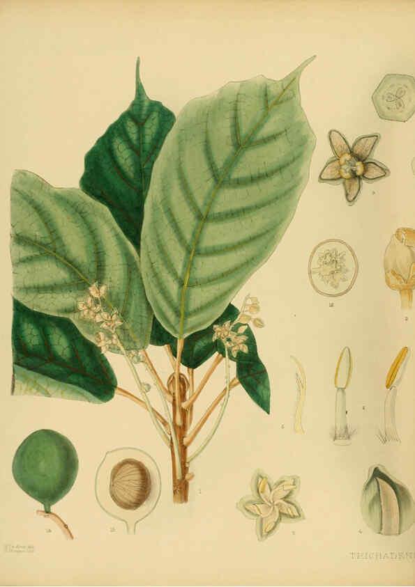 Reproducción/Reproduction 6430633459: A hand-book to the flora of Ceylon. atlas. London :Dulau,1893-1931
