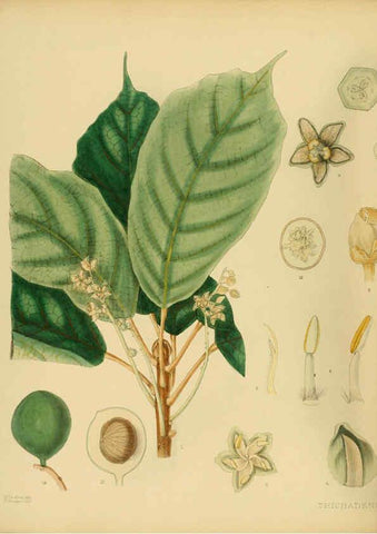 Reproducción/Reproduction 6430633459: A hand-book to the flora of Ceylon. atlas. London :Dulau,1893-1931