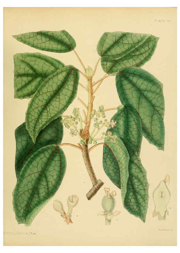 Reproducción/Reproduction 6430633791: A hand-book to the flora of Ceylon. atlas. London :Dulau,1893-1931