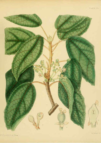 Reproducción/Reproduction 6430633791: A hand-book to the flora of Ceylon. atlas. London :Dulau,1893-1931