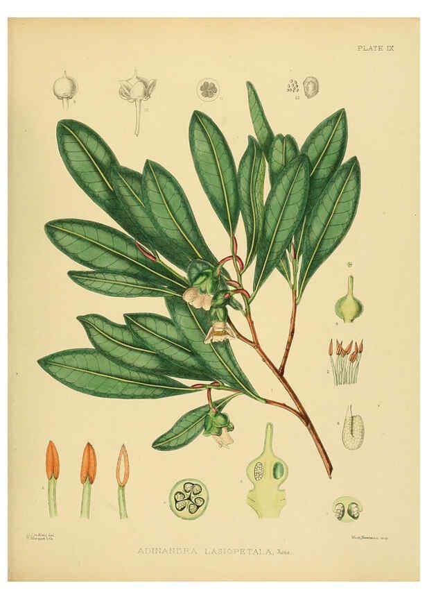 Reproducción/Reproduction 6430634311: A hand-book to the flora of Ceylon. atlas. London :Dulau,1893-1931