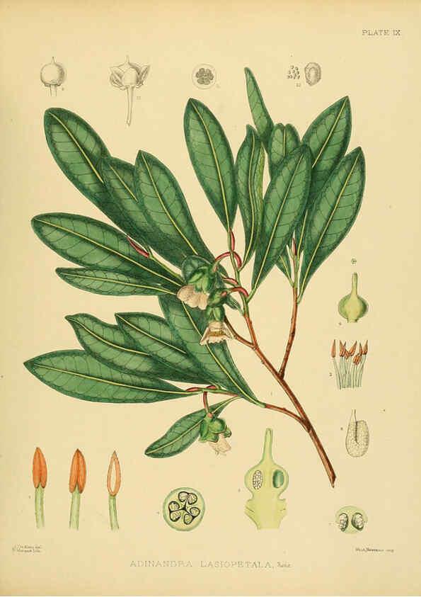 Reproducción/Reproduction 6430634311: A hand-book to the flora of Ceylon. atlas. London :Dulau,1893-1931