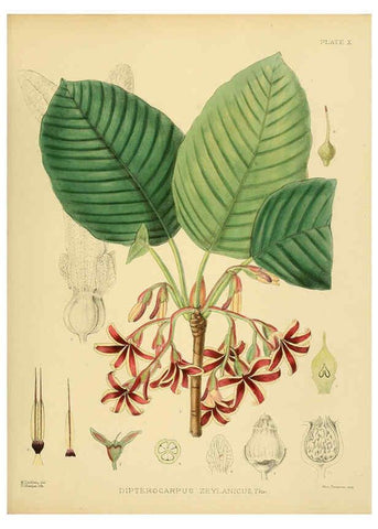 Reproducción/Reproduction 6430634733: A hand-book to the flora of Ceylon. atlas. London :Dulau,1893-1931
