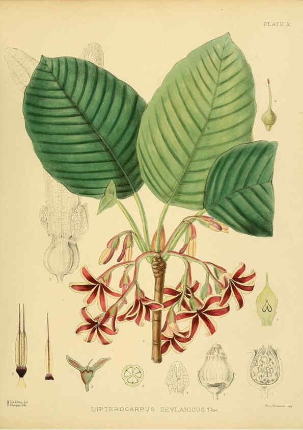Reproducción/Reproduction 6430634733: A hand-book to the flora of Ceylon. atlas. London :Dulau,1893-1931