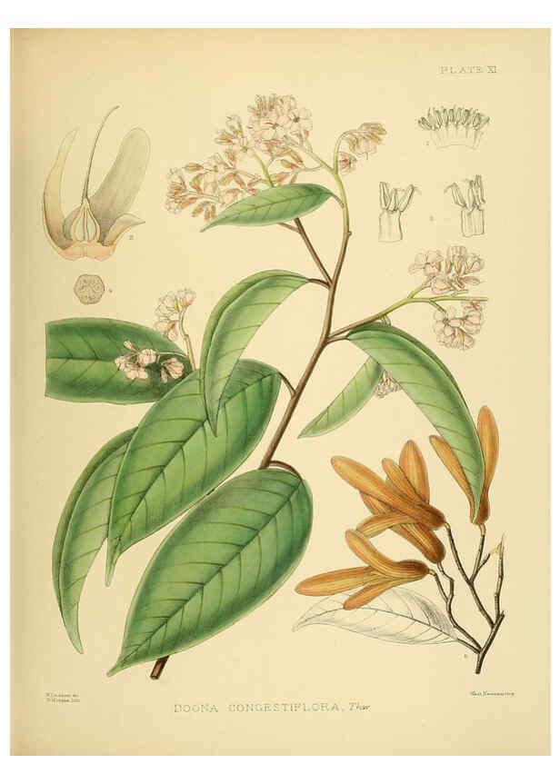 Reproducción/Reproduction 6430635233: A hand-book to the flora of Ceylon. atlas. London :Dulau,1893-1931