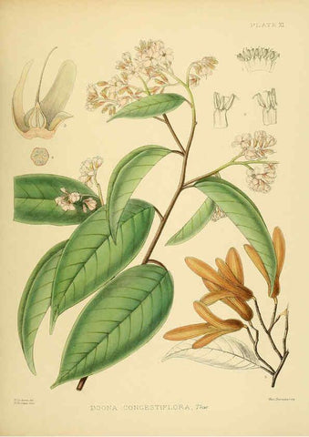Reproducción/Reproduction 6430635233: A hand-book to the flora of Ceylon. atlas. London :Dulau,1893-1931