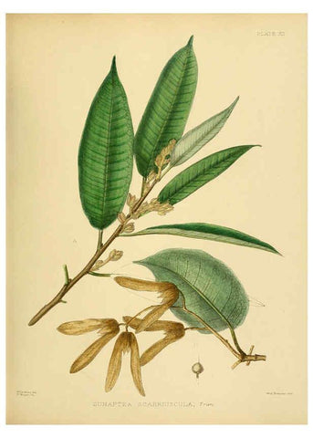 Reproducción/Reproduction 6430635535: A hand-book to the flora of Ceylon. atlas. London :Dulau,1893-1931