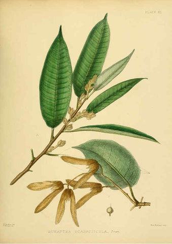 Reproducción/Reproduction 6430635535: A hand-book to the flora of Ceylon. atlas. London :Dulau,1893-1931