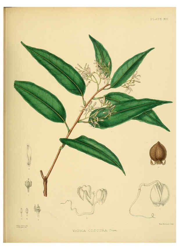 Reproducción/Reproduction 6430635839: A hand-book to the flora of Ceylon. atlas. London :Dulau,1893-1931