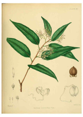 Reproducción/Reproduction 6430635839: A hand-book to the flora of Ceylon. atlas. London :Dulau,1893-1931
