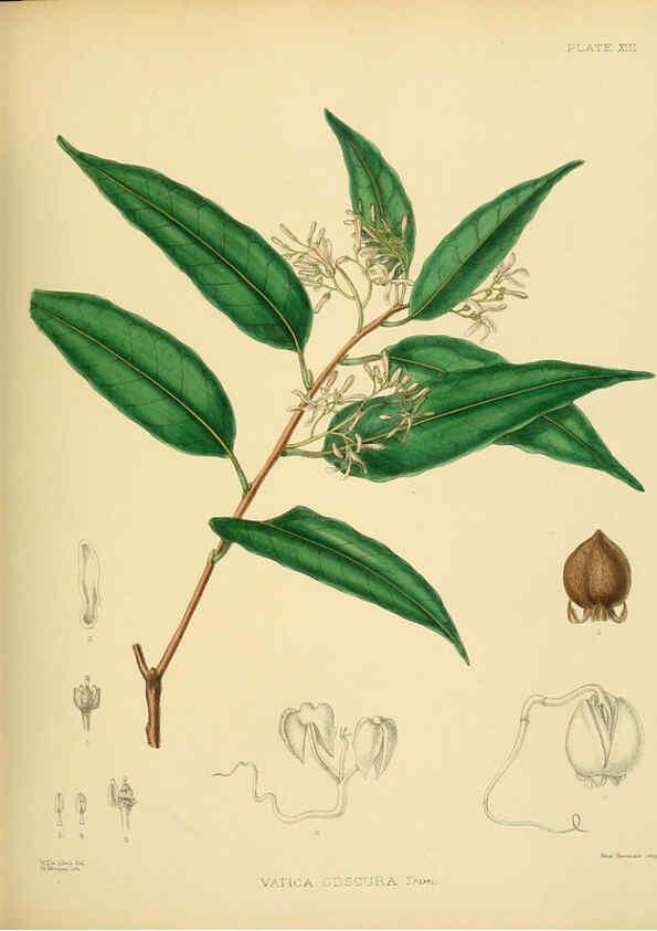 Reproducción/Reproduction 6430635839: A hand-book to the flora of Ceylon. atlas. London :Dulau,1893-1931