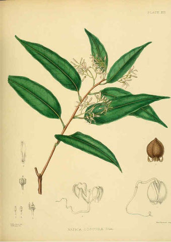 Reproducción/Reproduction 6430635839: A hand-book to the flora of Ceylon. atlas. London :Dulau,1893-1931