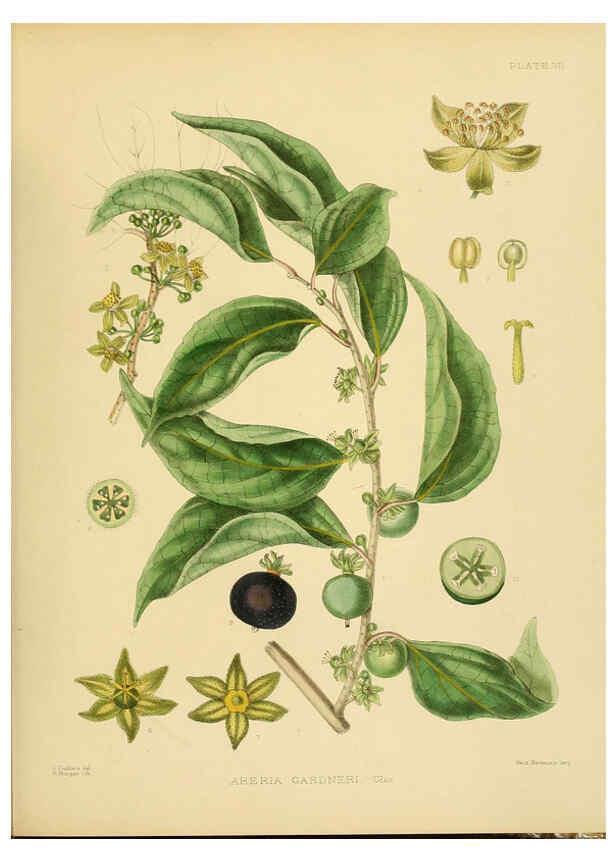 Reproducción/Reproduction 6430633123: A hand-book to the flora of Ceylon. atlas. London :Dulau,1893-1931