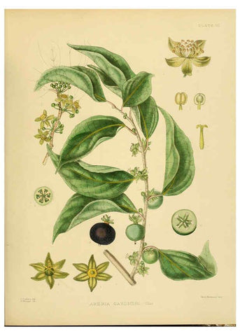 Reproducción/Reproduction 6430633123: A hand-book to the flora of Ceylon. atlas. London :Dulau,1893-1931