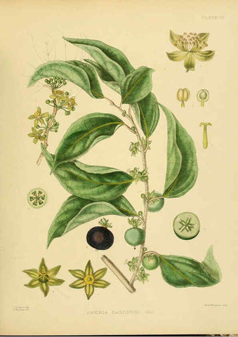 Reproducción/Reproduction 6430633123: A hand-book to the flora of Ceylon. atlas. London :Dulau,1893-1931