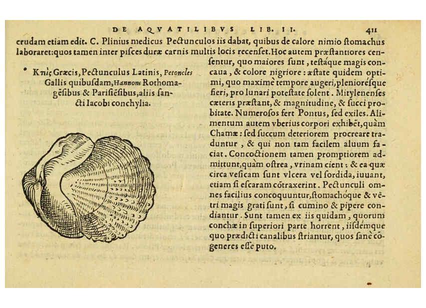 Reproducción/Reproduction 6418736627: Petri Bellonii Cenomani De aquatilibus, libri duo cum [epsilon, iota] conibus ad viuam ipsorum effigiem, quoad eius fieri potuit, expressis ... Parisiis,Apud C. Stephanum,1553