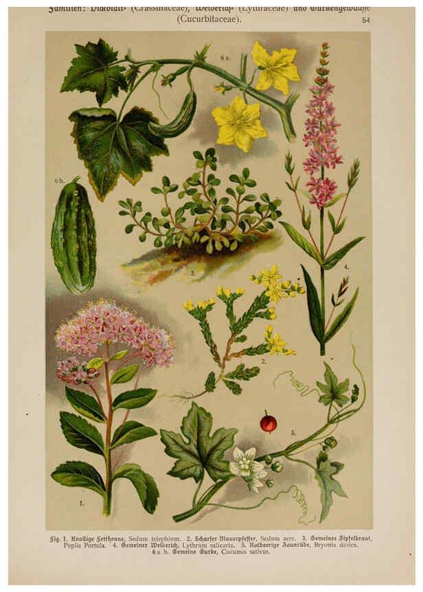 Reproducción/Reproduction 6425009343: Hoffmann-Dennert botanischer Bilderatlas Suttgart,Schweizerbart,1911