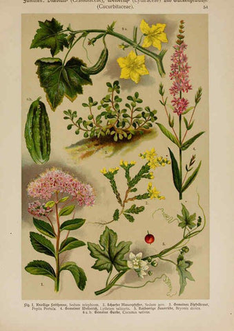 Reproducción/Reproduction 6425009343: Hoffmann-Dennert botanischer Bilderatlas Suttgart,Schweizerbart,1911