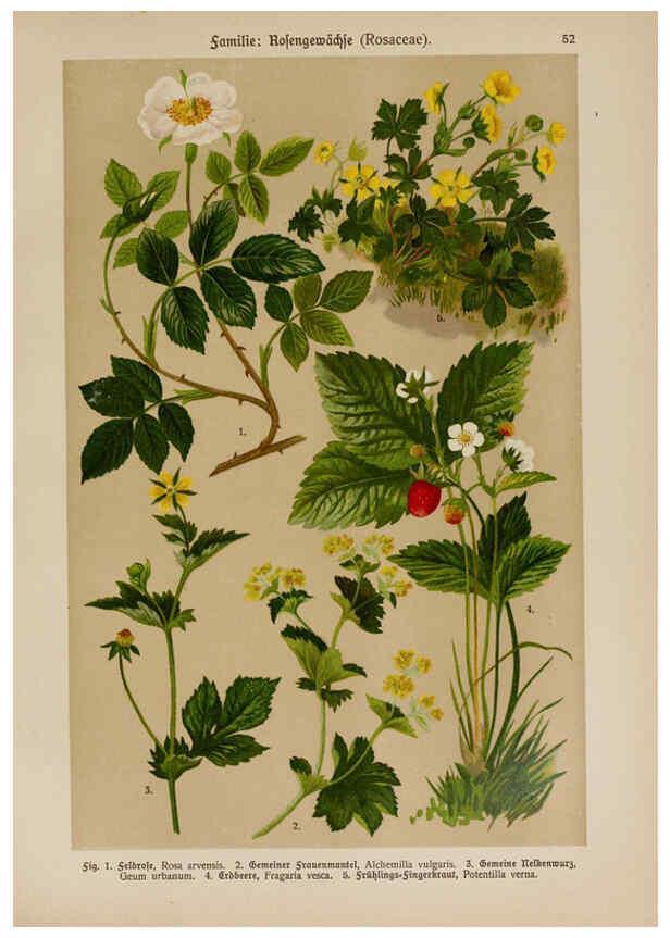 Reproducción/Reproduction 6425008183: Hoffmann-Dennert botanischer Bilderatlas Suttgart,Schweizerbart,1911