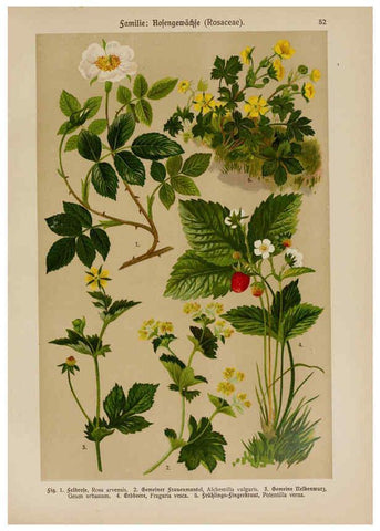 Reproducción/Reproduction 6425008183: Hoffmann-Dennert botanischer Bilderatlas Suttgart,Schweizerbart,1911