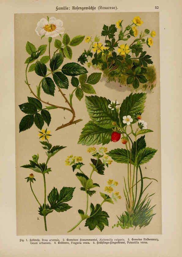 Reproducción/Reproduction 6425008183: Hoffmann-Dennert botanischer Bilderatlas Suttgart,Schweizerbart,1911