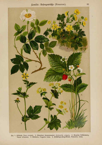 Reproducción/Reproduction 6425008183: Hoffmann-Dennert botanischer Bilderatlas Suttgart,Schweizerbart,1911
