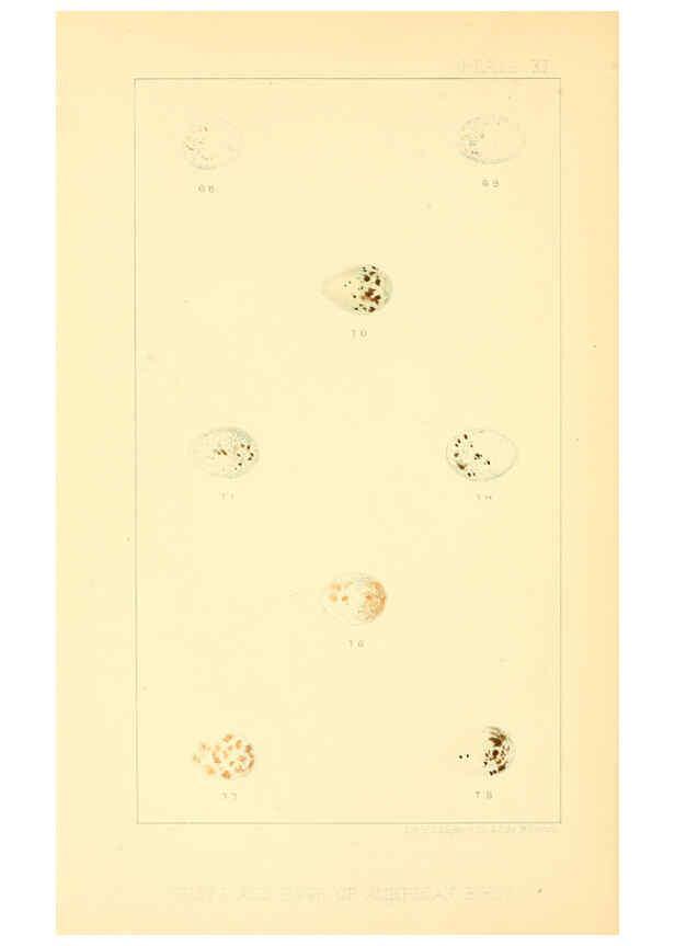 Reproducción/Reproduction 6424700871: Nests and eggs of American birds.Parts 1-7. Salem, Mass.,S.E. Cassino[c1880] 