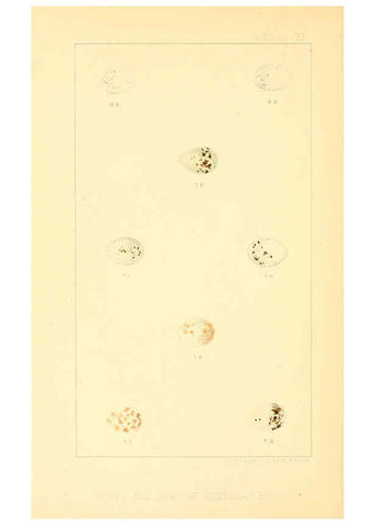 Reproducción/Reproduction 6424700871: Nests and eggs of American birds.Parts 1-7. Salem, Mass.,S.E. Cassino[c1880] 
