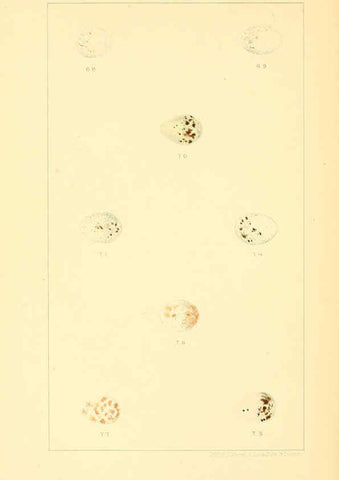 Reproducción/Reproduction 6424700871: Nests and eggs of American birds.Parts 1-7. Salem, Mass.,S.E. Cassino[c1880] 