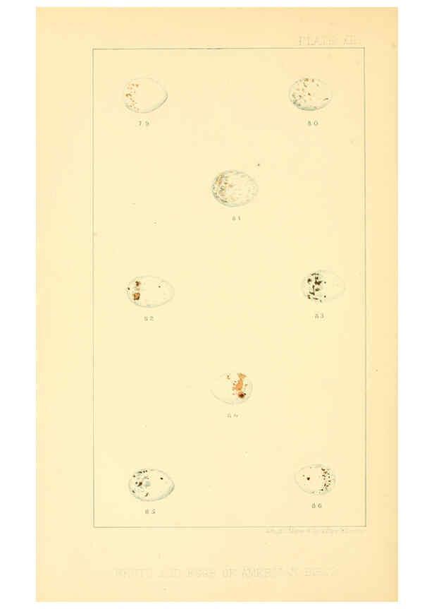 Reproducción/Reproduction 6424701213: Nests and eggs of American birds.Parts 1-7. Salem, Mass.,S.E. Cassino[c1880] 