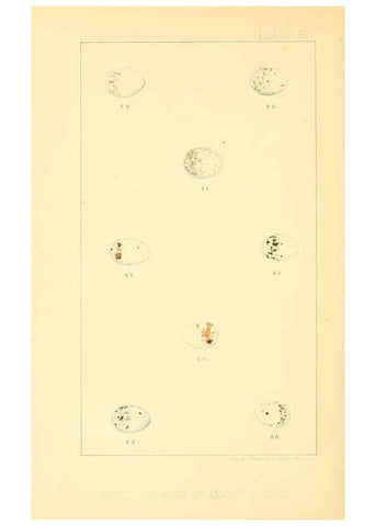 Reproducción/Reproduction 6424701213: Nests and eggs of American birds.Parts 1-7. Salem, Mass.,S.E. Cassino[c1880] 