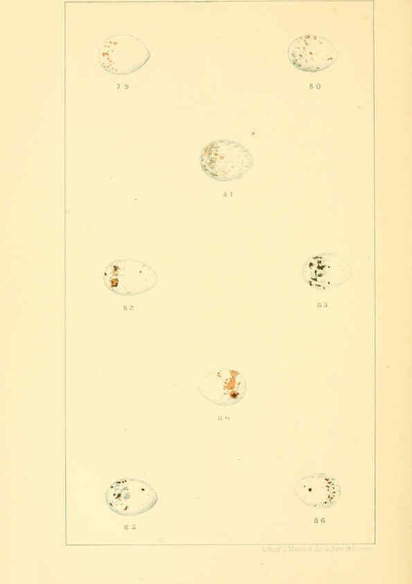 Reproducción/Reproduction 6424701213: Nests and eggs of American birds.Parts 1-7. Salem, Mass.,S.E. Cassino[c1880] 