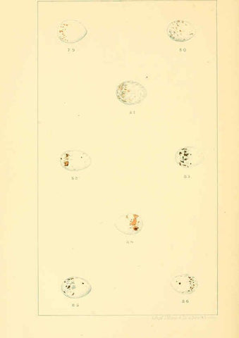 Reproducción/Reproduction 6424701213: Nests and eggs of American birds.Parts 1-7. Salem, Mass.,S.E. Cassino[c1880] 