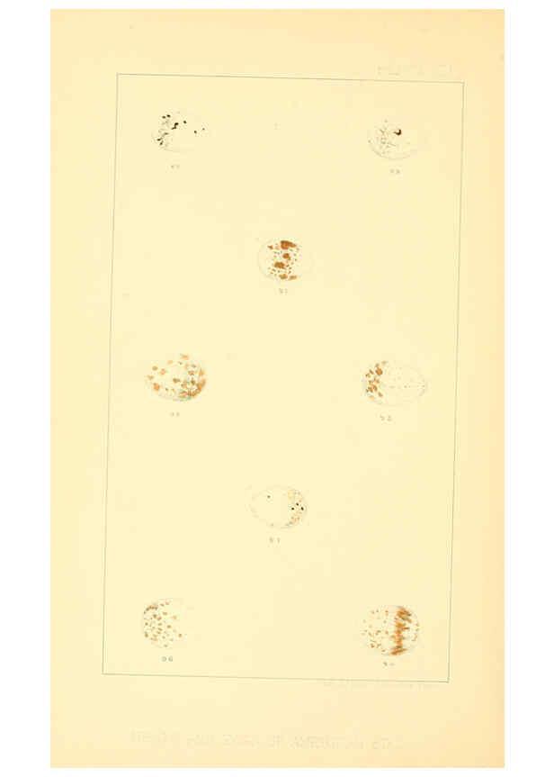 Reproducción/Reproduction 6424701529: Nests and eggs of American birds.Parts 1-7. Salem, Mass.,S.E. Cassino[c1880] 