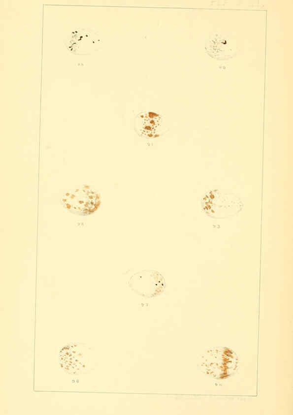 Reproducción/Reproduction 6424701529: Nests and eggs of American birds.Parts 1-7. Salem, Mass.,S.E. Cassino[c1880] 