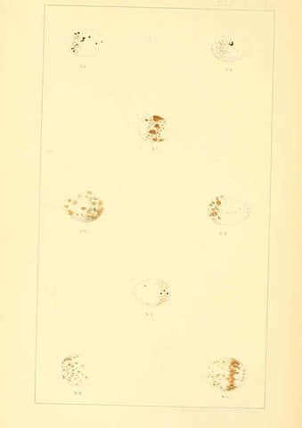 Reproducción/Reproduction 6424701529: Nests and eggs of American birds.Parts 1-7. Salem, Mass.,S.E. Cassino[c1880] 