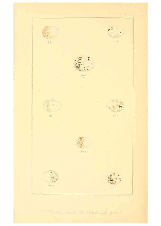 Reproducción/Reproduction 6424701867: Nests and eggs of American birds.Parts 1-7. Salem, Mass.,S.E. Cassino[c1880] 