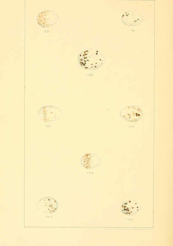 Reproducción/Reproduction 6424701867: Nests and eggs of American birds.Parts 1-7. Salem, Mass.,S.E. Cassino[c1880] 
