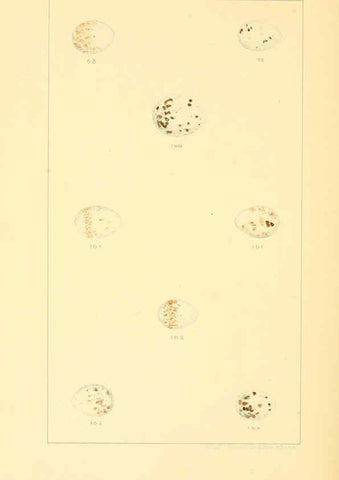 Reproducción/Reproduction 6424701867: Nests and eggs of American birds.Parts 1-7. Salem, Mass.,S.E. Cassino[c1880] 