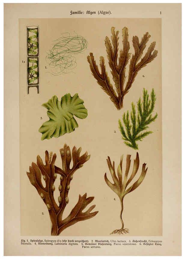 Reproducción/Reproduction 6424979729: Hoffmann-Dennert botanischer Bilderatlas Suttgart,Schweizerbart,1911