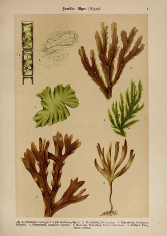 Reproducción/Reproduction 6424979729: Hoffmann-Dennert botanischer Bilderatlas Suttgart,Schweizerbart,1911