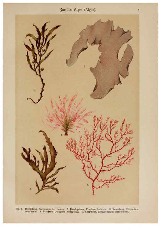 Reproducción/Reproduction 6424980281: Hoffmann-Dennert botanischer Bilderatlas Suttgart,Schweizerbart,1911
