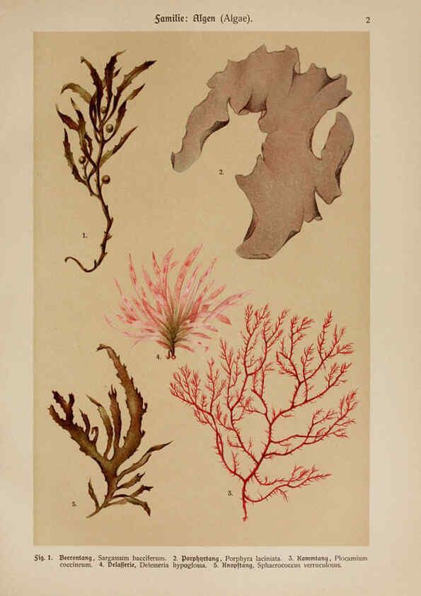 Reproducción/Reproduction 6424980281: Hoffmann-Dennert botanischer Bilderatlas Suttgart,Schweizerbart,1911