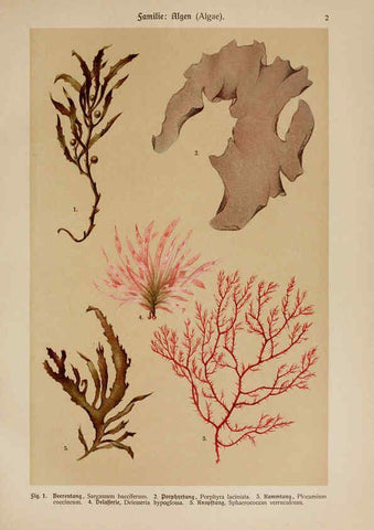 Reproducción/Reproduction 6424980281: Hoffmann-Dennert botanischer Bilderatlas Suttgart,Schweizerbart,1911