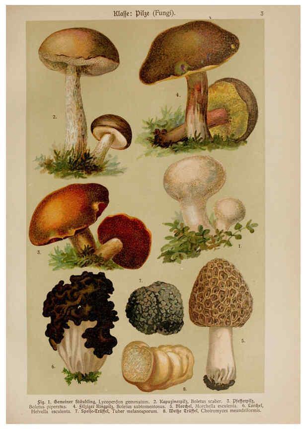Reproducción/Reproduction 6424980853: Hoffmann-Dennert botanischer Bilderatlas Suttgart,Schweizerbart,1911